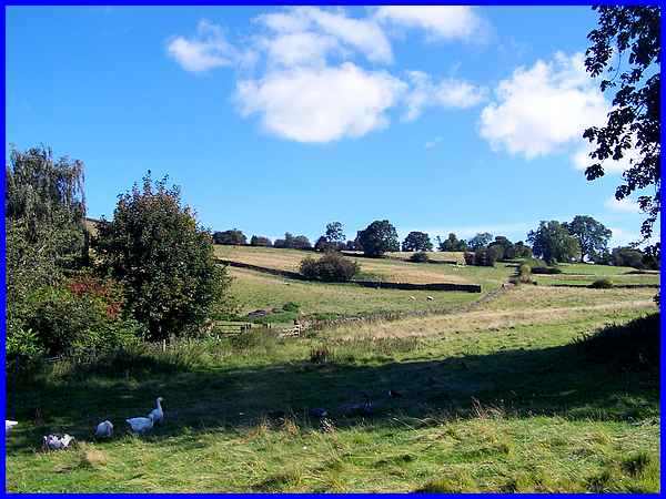 Walking With Poultry
