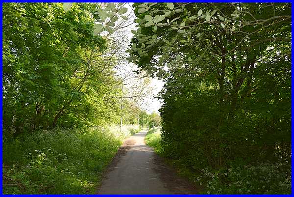 Linear Park