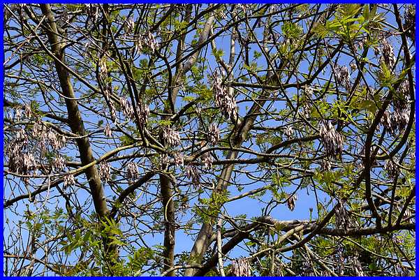 Spot The Birdie
