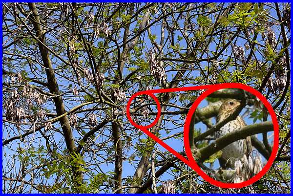 Answer to "Spot The Birdie"