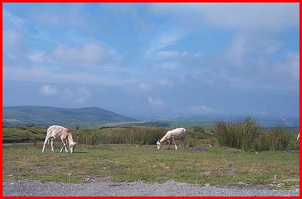 A couple of locals