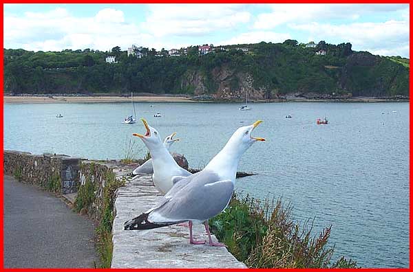 Trio Of Gulls