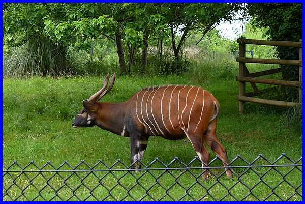 Eastern Bongo