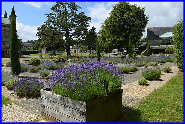 Lavender Garden