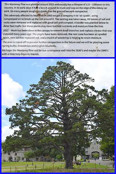 Montery Pine