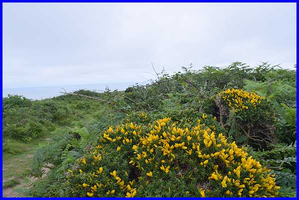Gorse
