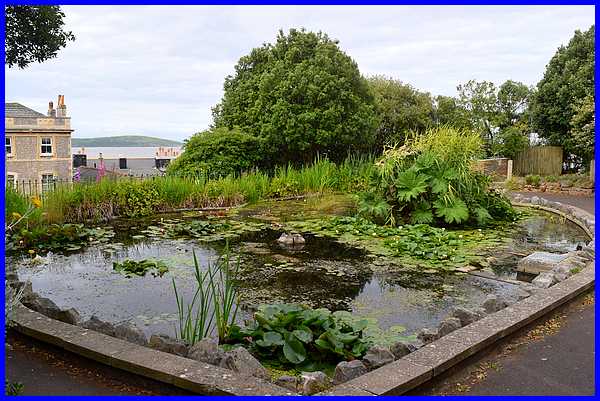 Wildlife Pond