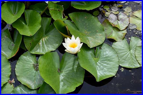 Water Lily