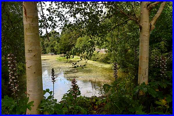Mill Pond