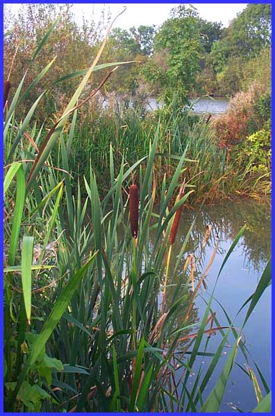 Bullrushes