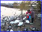 Feeding The Birds