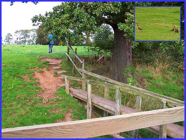 Footbridge & Pheasants