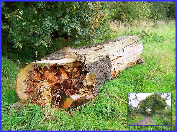 Tree Trunk & Muddy Track