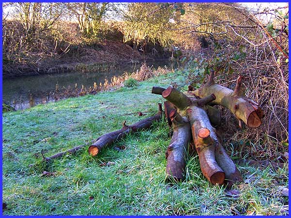 Woodpile