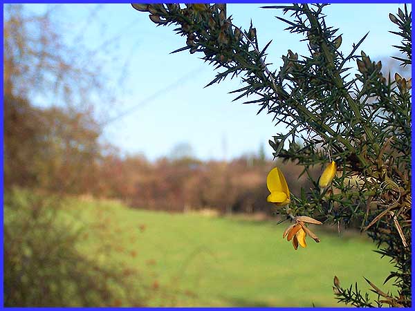 Gorse