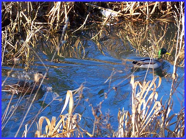 Mallards