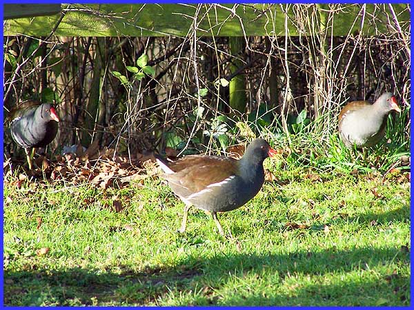 Moorhens