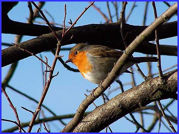 Robin