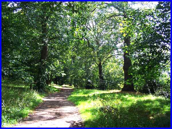 Through The Trees