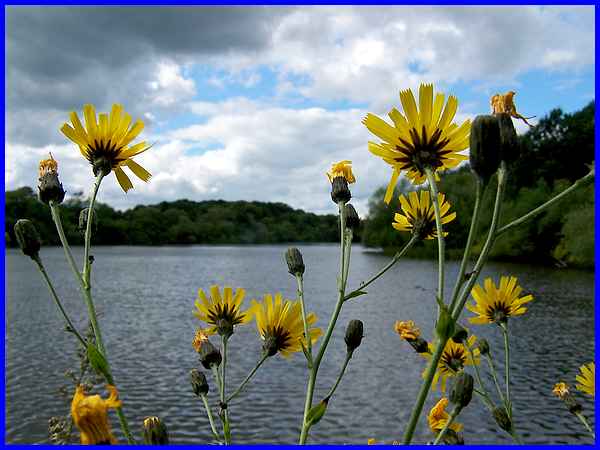 Mapperley Reservoir