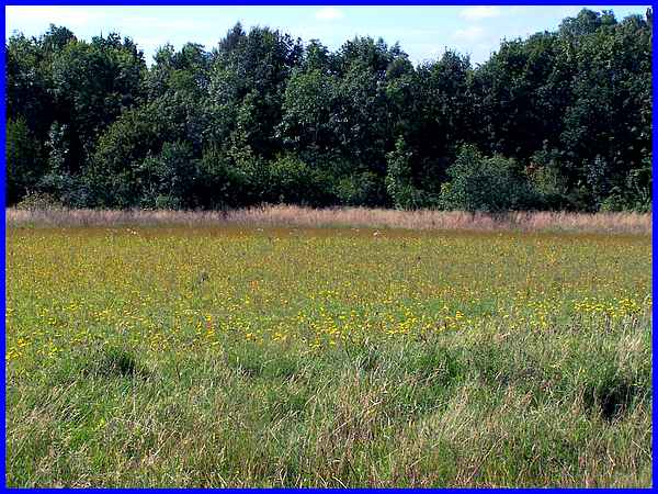 Wildflower Meadow