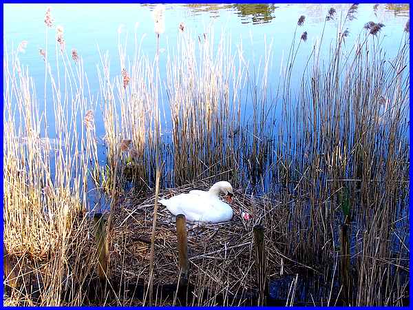 Nesting Swan