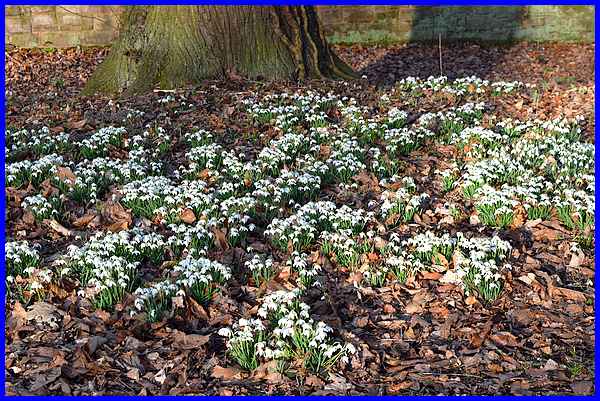 Snowdrops