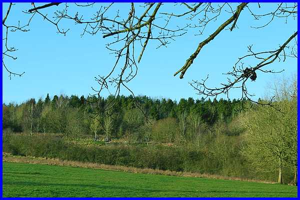 Cinderhill Coppice