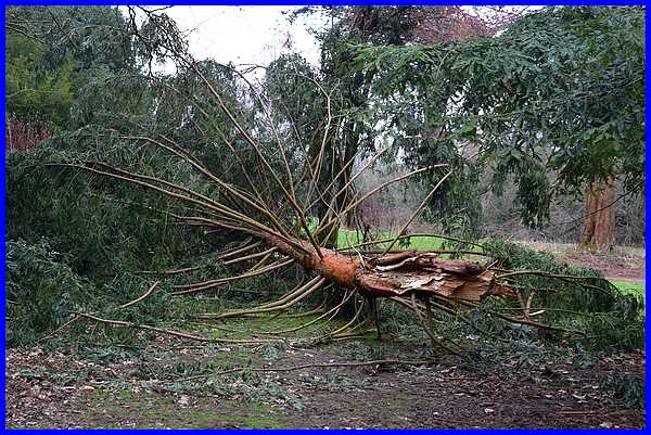 Fallen Tree