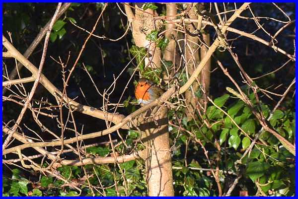 Robin