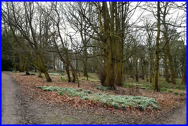 Shipley Wood