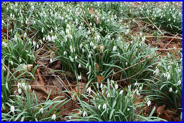 Snowdrops