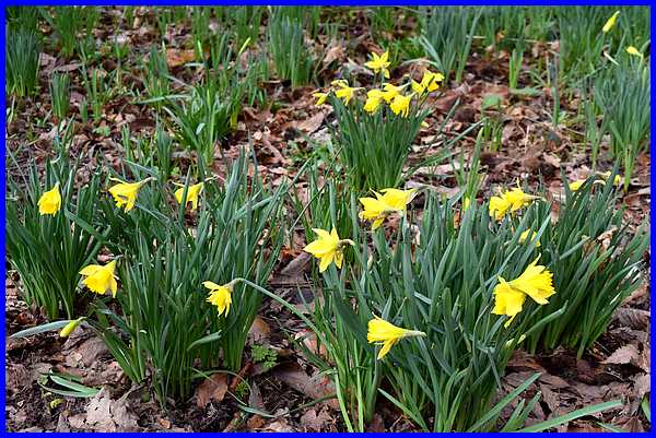 Daffodils