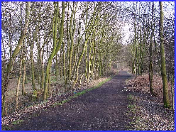 Tree-Lined Path