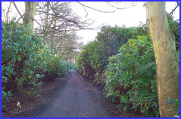 Rhododendron Avenue