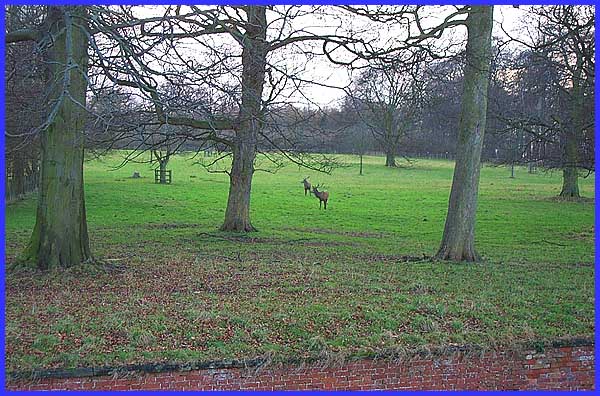 Stags In The Park