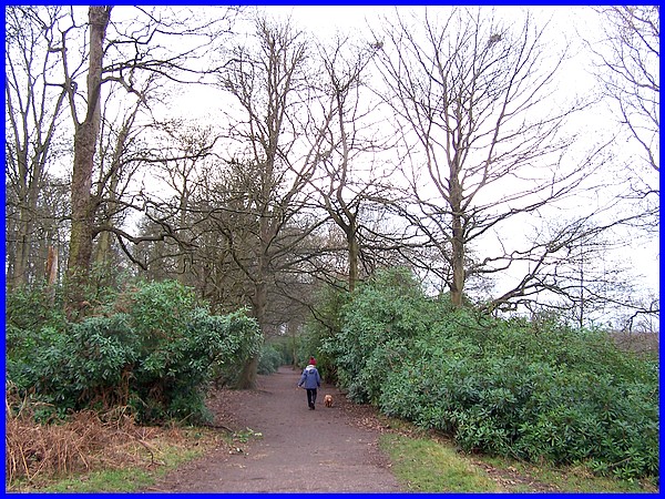Rhododendron Walk
