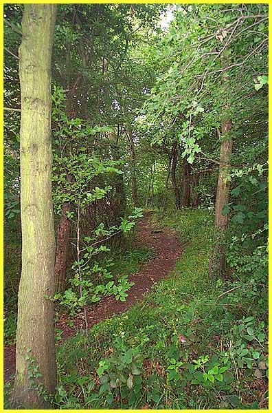 Path Between The Trees