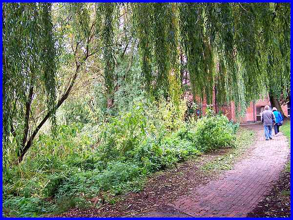 Riverside Plants