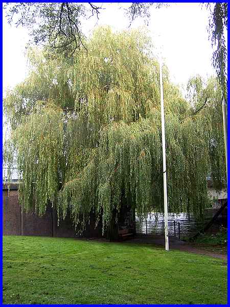 Weeping Willow