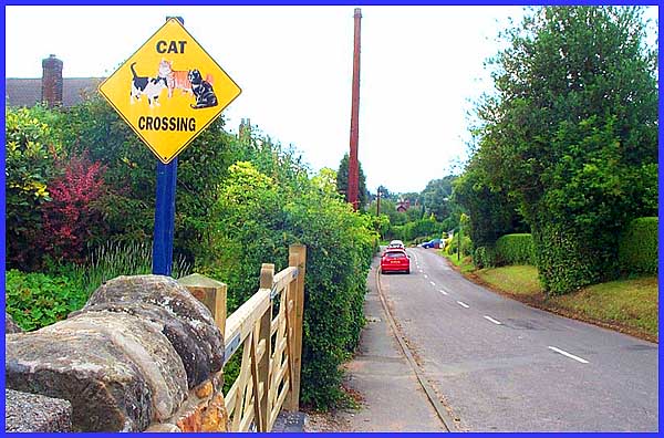 Cat Crossing