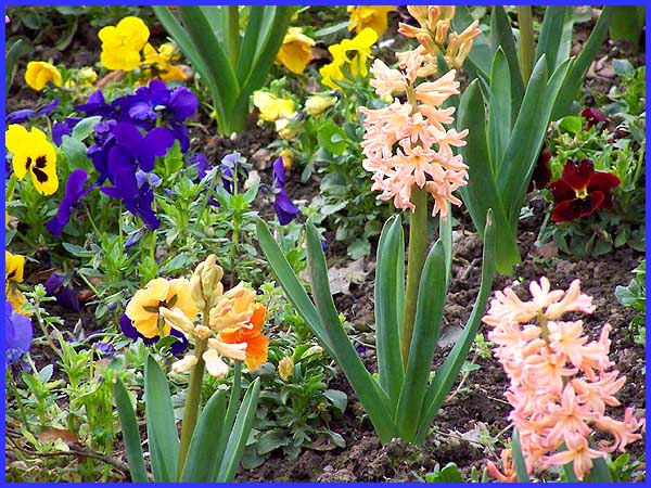 Multicoloured Flower Bed