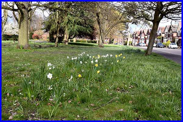 Daffodils & Daisies