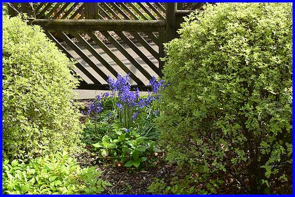 Bluebells