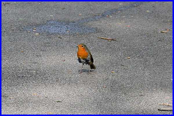 Robin