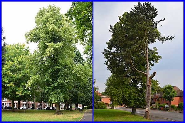 Tall Trees