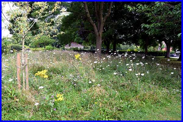 Wildflowers