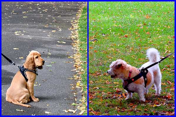 Teddy & Gypsy