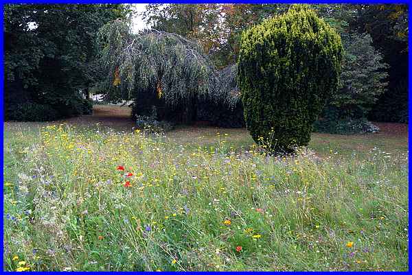 Wildflowers