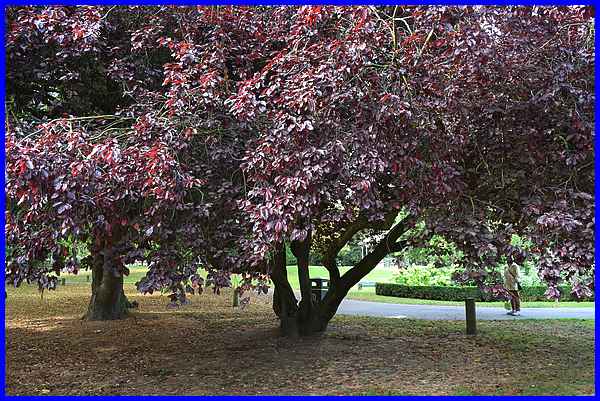 Purple Leaved Plum